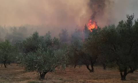 Συνελήφθη 24χρονος για εμπρησμό στην Κυνουρία Αρκαδίας
